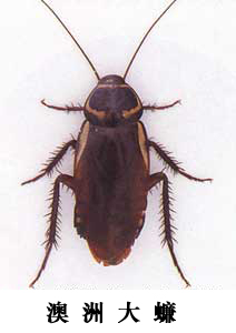 roach3.jpg